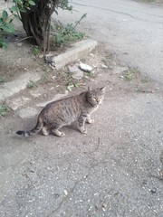 Gray cat © beqa