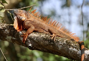 Orange iguana sitting on a branch in the sun