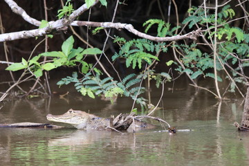 Caiman resting in the water