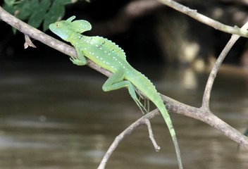 Basilisk lizard laying on a branch in the jungle
