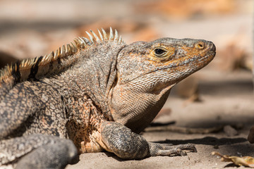 Black iguana portrait (Ctenosaura similis), Key Biscayne, Florida