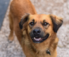 Lächelnder Hund, Golden Retriever Mix, direkt in die Kamera, mit offenem Maul und Zähnen