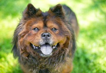 Fototapeta na wymiar A Chow Chow dog with a thick furry coat looking up and panting