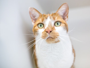 A domestic shorthair cat with orange tabby and white markings