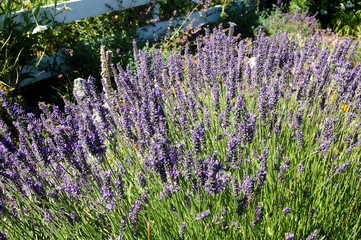 Obraz premium Lavender Fields in the San Juan Islands