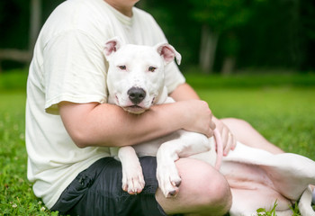 A Pit Bull Terrier mixed breed dog cuddling in a person's lap