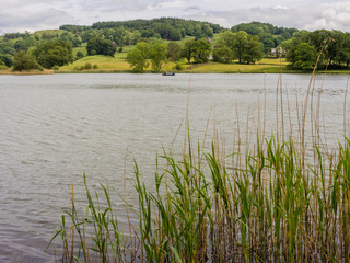 Early summer grasses on lake windermere, Cumbria, UK