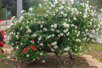 Fototapeta na wymiar Big bush of white ripe roses and small bush of red roses