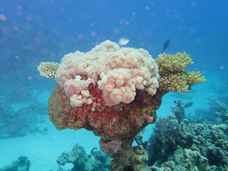 Naklejka na ściany i meble Coral reef in the Red Sea.