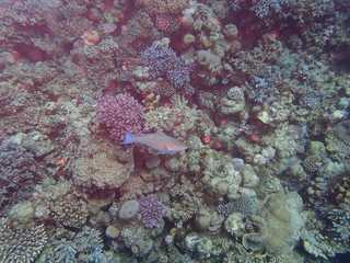 Coral reef in the Red Sea.