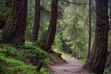 Fototapeta premium beautiful forest path, pine forest, landscape wallpaper
