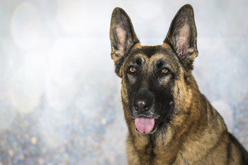 Beautiful portrait of Noble German Shepherd Dog on blurry background.  Shows heads and shoulders