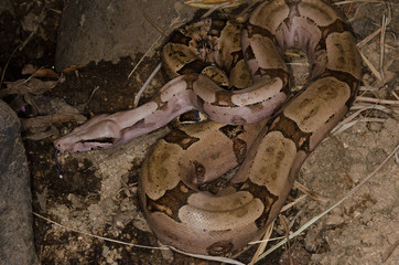 Boa constrictor