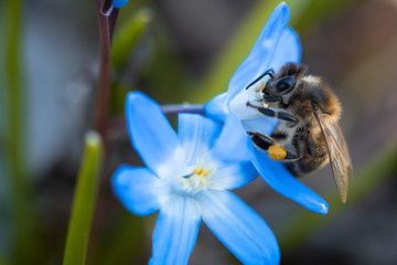 Biene beim Honigsammeln