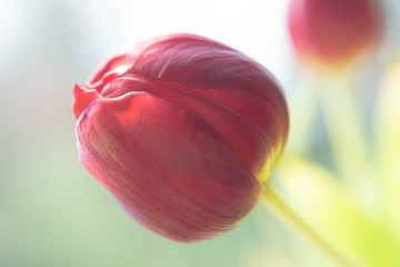 Tulpe rot