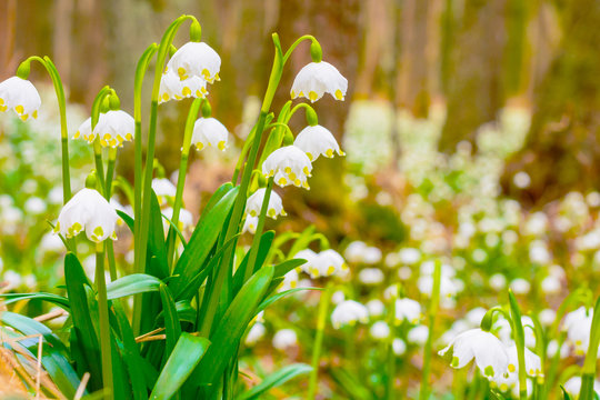 Spring snowflake flowers Leucojum vernum blooming in sunset. Early spring snowflake flowers in march. First flowers in springtime. Closeup of white spring snowflake in the forest.