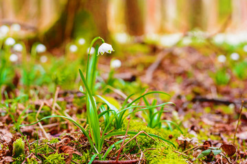 Spring snowflake flowers Leucojum vernum blooming in sunset. Early spring snowflake flowers in march. First flowers in springtime. Closeup of white spring snowflake in the forest.