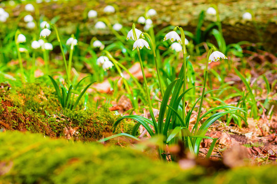 Spring snowflake flowers Leucojum vernum blooming in sunset. Early spring snowflake flowers in march. First flowers in springtime. Closeup of white spring snowflake in the forest.