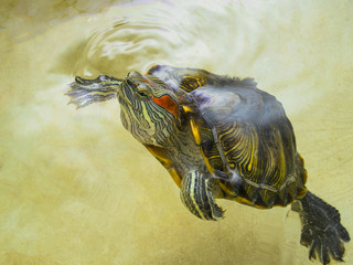 Red-eared turtle has surfaced on the surface water.