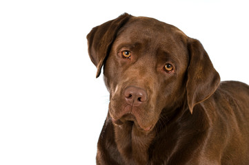 Labrador Retriever isoliert auf weißem Grund