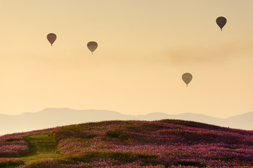Cosmos Flower Field and Hot Air Balloon on sunrise sky.