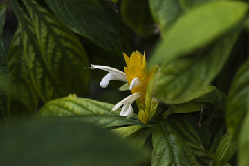 Yellow and white flower