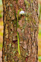 Spring snowflake flowers Leucojum vernum blooming in sunset. Early spring snowflake flowers in march. First flowers in springtime. Closeup of white spring snowflake in the forest.