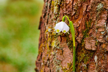 Spring snowflake flowers Leucojum vernum blooming in sunset. Early spring snowflake flowers in march. First flowers in springtime. Closeup of white spring snowflake in the forest.
