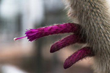 Red cactus flower