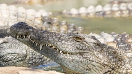 Nile Crocodile