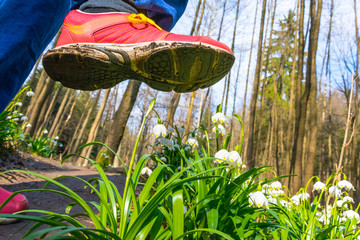 Spring snowflake flowers Leucojum vernum blooming in sunset. Flower protected by law. Shoe treading...