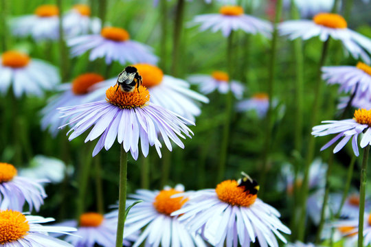 Purple daisis and bees