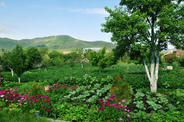 Fototapeta na wymiar Rural vegetable garden 