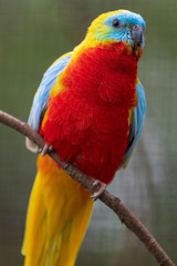 Vogel