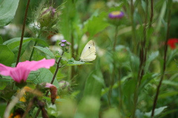 White Butterfly