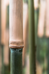 Bambus quer 