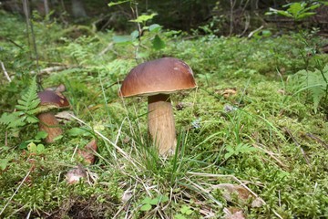 mushroom in Sweden