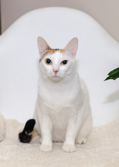 white cat on a chair