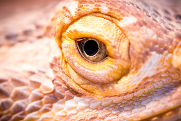 Central bearded dragon