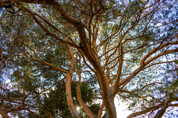 Crown of pine
