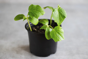 Green young leaves of vegetable crops on a gray background. The concept of life, youth and growth.