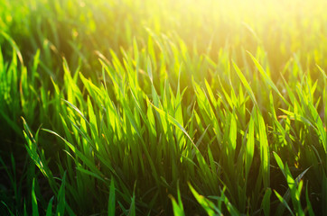 green grass texture, spring, sunny weather, natural wallpaper for design. close-up, macro