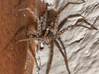 Wolf Spider