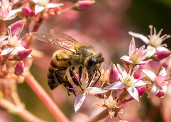 Honey bee