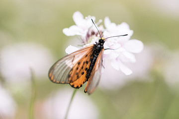 Garden Acraea