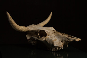 Skull