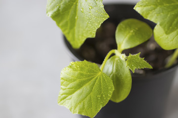 Green young leaves of vegetable crops on a gray background. The concept of life, youth and growth.