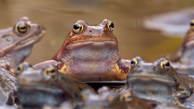 European common frog (Rana temporaria) mating