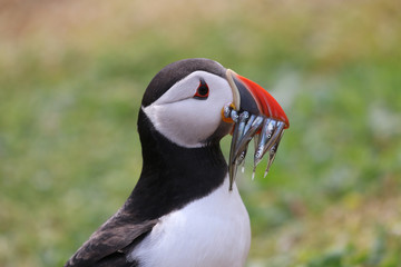 Plakat Atlantic Puffin from the Farne Islands