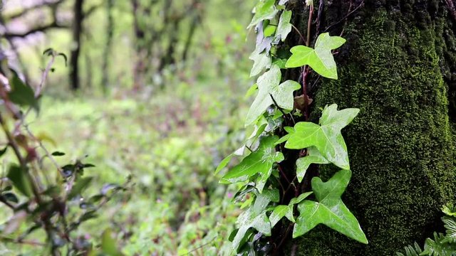 Bindweed twig with green leaves on a tree with moss on a rainy day
